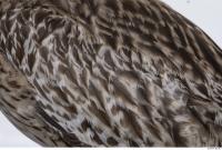 animal skin feather 0013